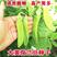 食荚豌豆种子食荚大菜豌荷兰豆种子双花双荚软荚