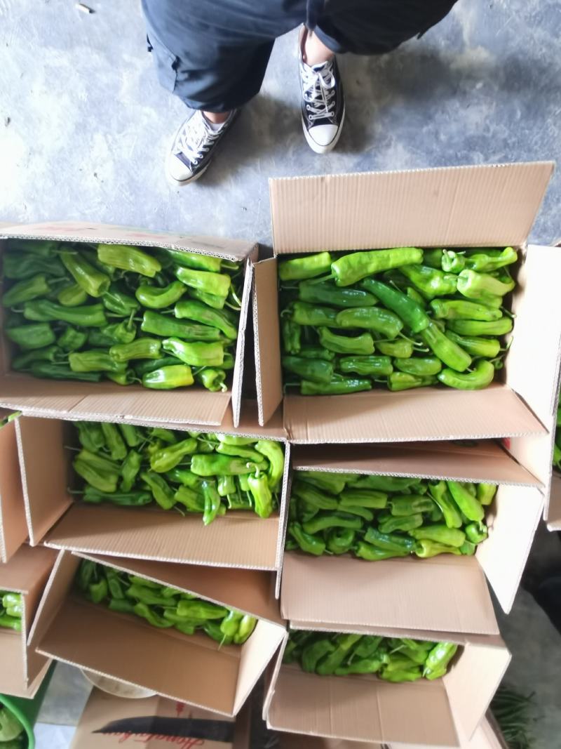 力荐】湖北产地直供精品芜湖椒货源充足专业代办服务