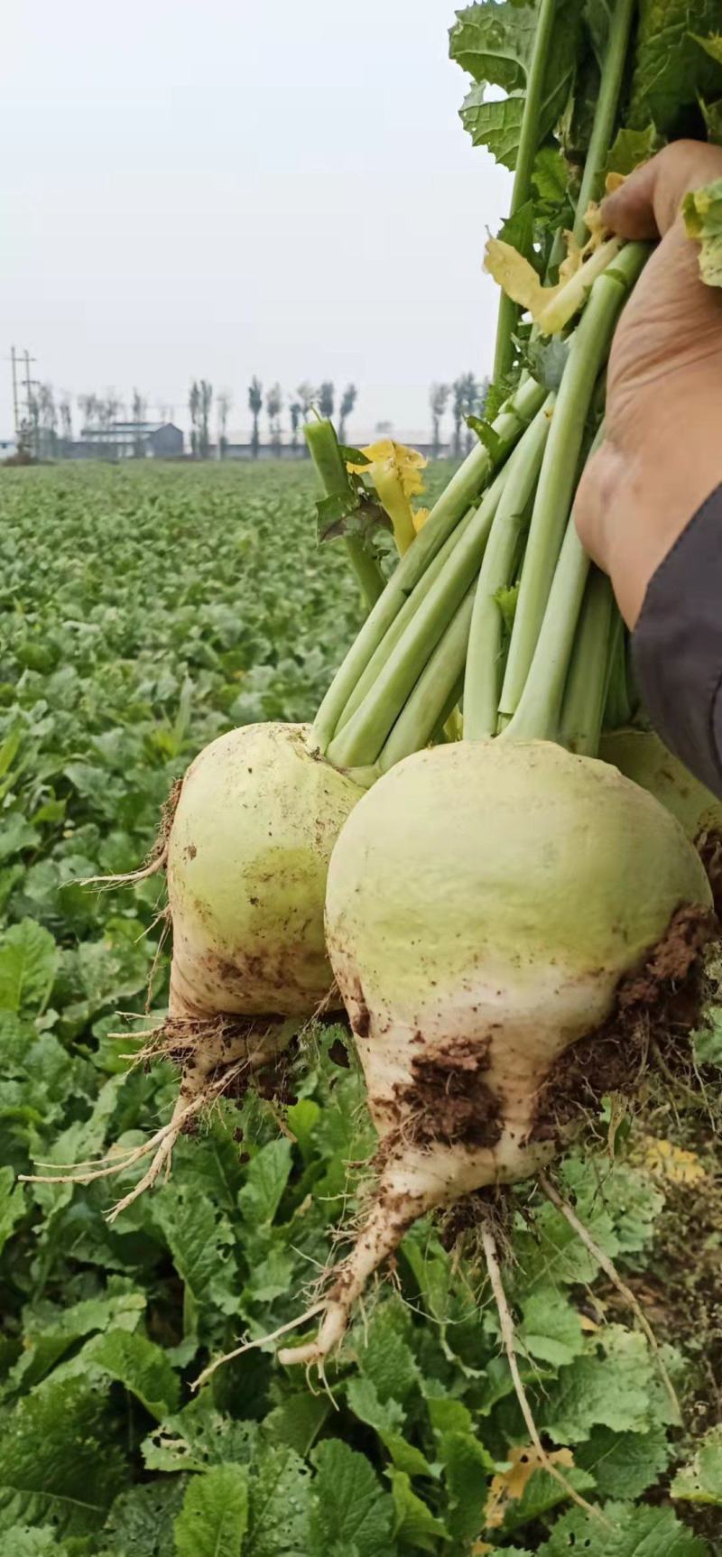 【热卖】芥菜疙瘩，大量上市无烂，直供市场、工厂对接、超市