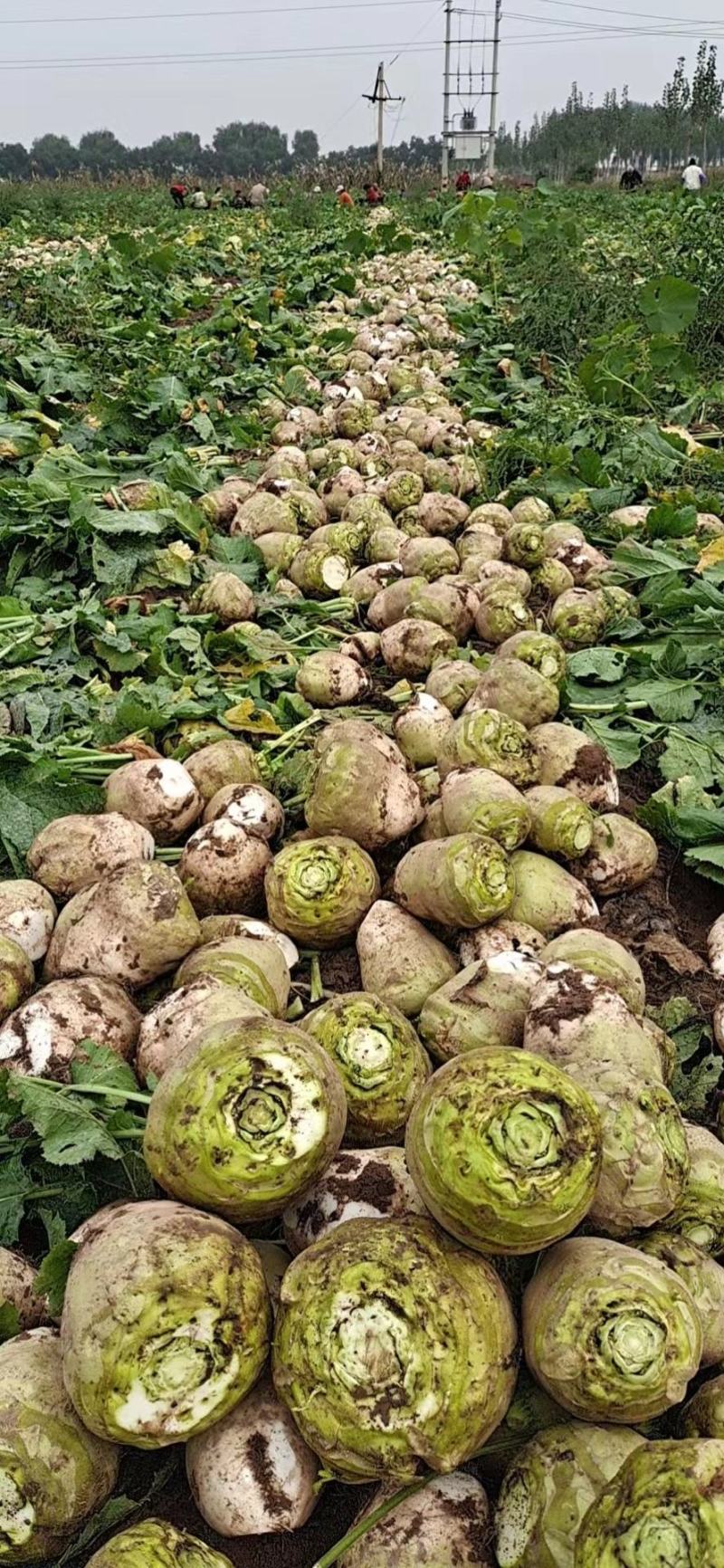 【热卖】芥菜疙瘩，大量上市无烂，直供市场、工厂对接、超市