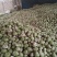 【推荐】芥菜，芥菜疙瘩，自产自销，量大优惠加工厂食品厂对接
