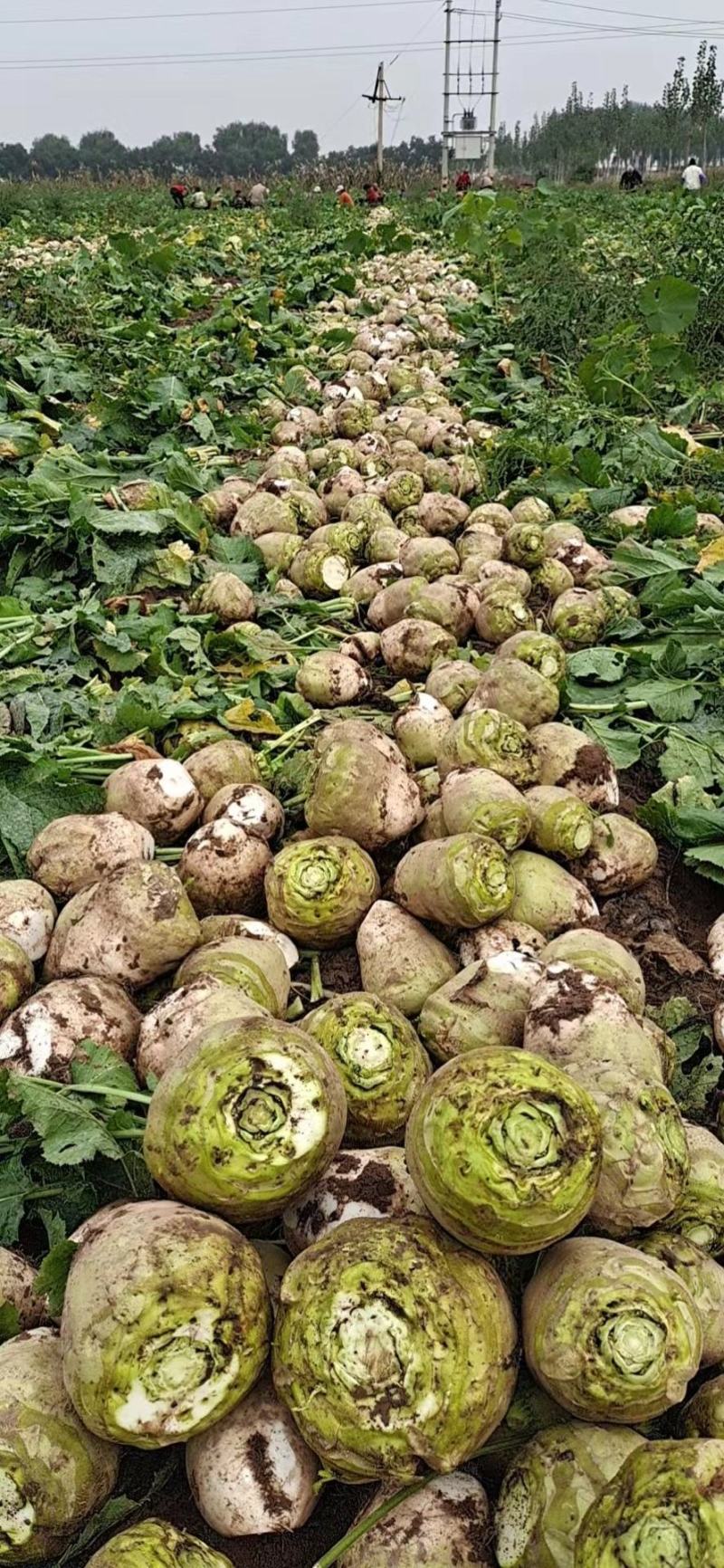 【推荐】芥菜，芥菜疙瘩，自产自销，量大优惠加工厂食品厂对接