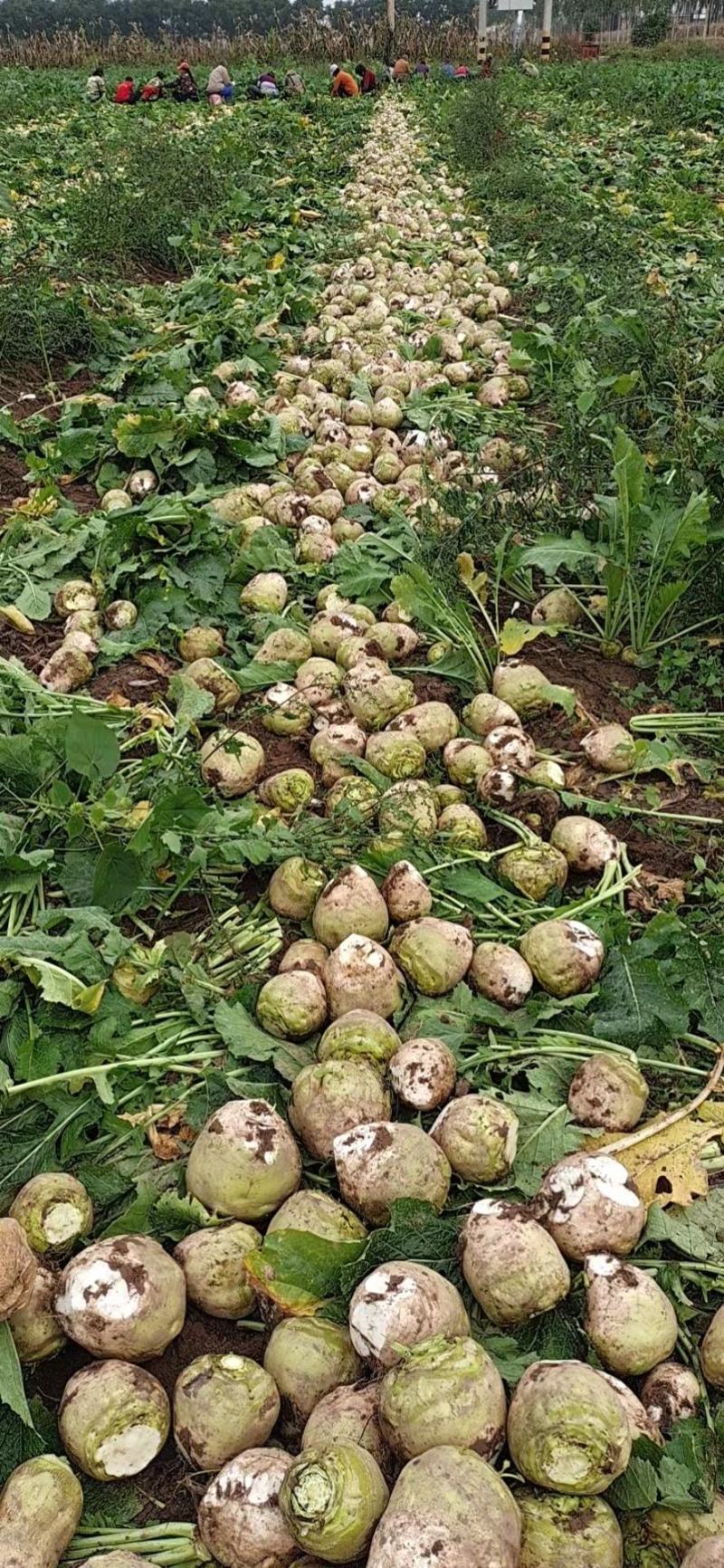 【推荐】芥菜，芥菜疙瘩，自产自销，量大优惠加工厂食品厂对接