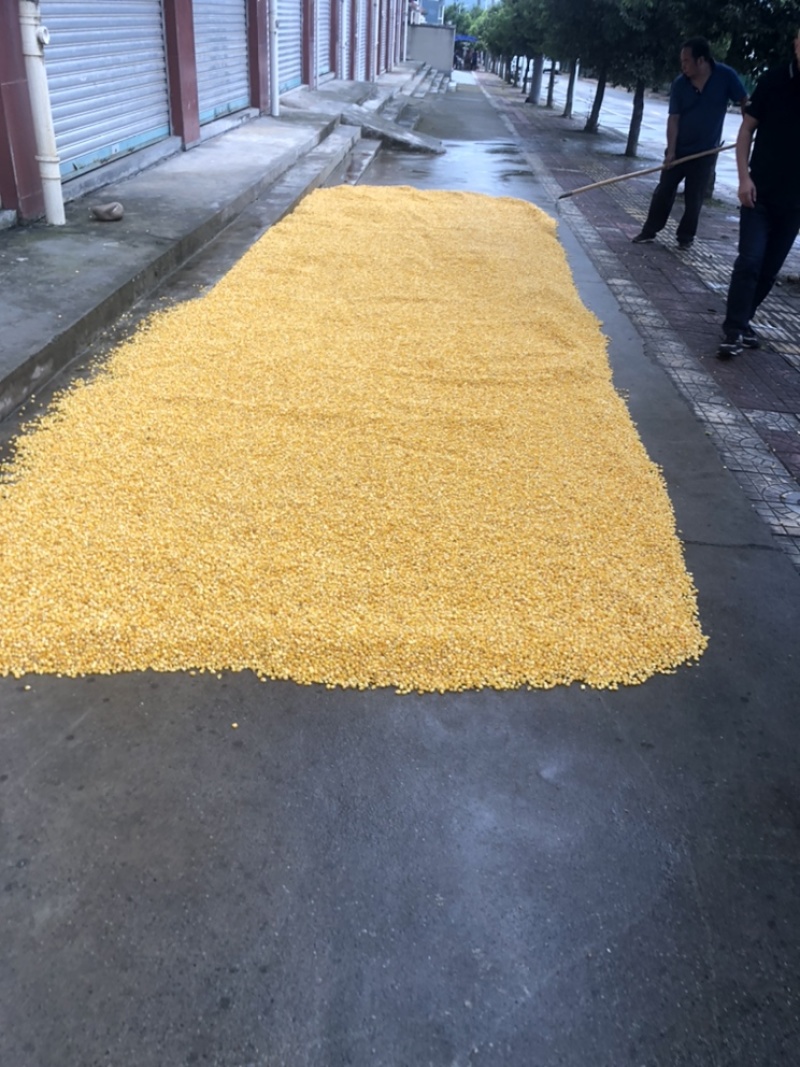 出售玉米酒糟高粱酒糟