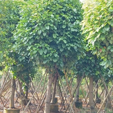 供应大量萍婆（六旺）树