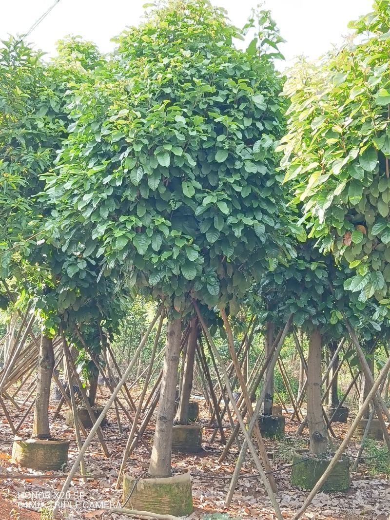 供应大量萍婆（六旺）树