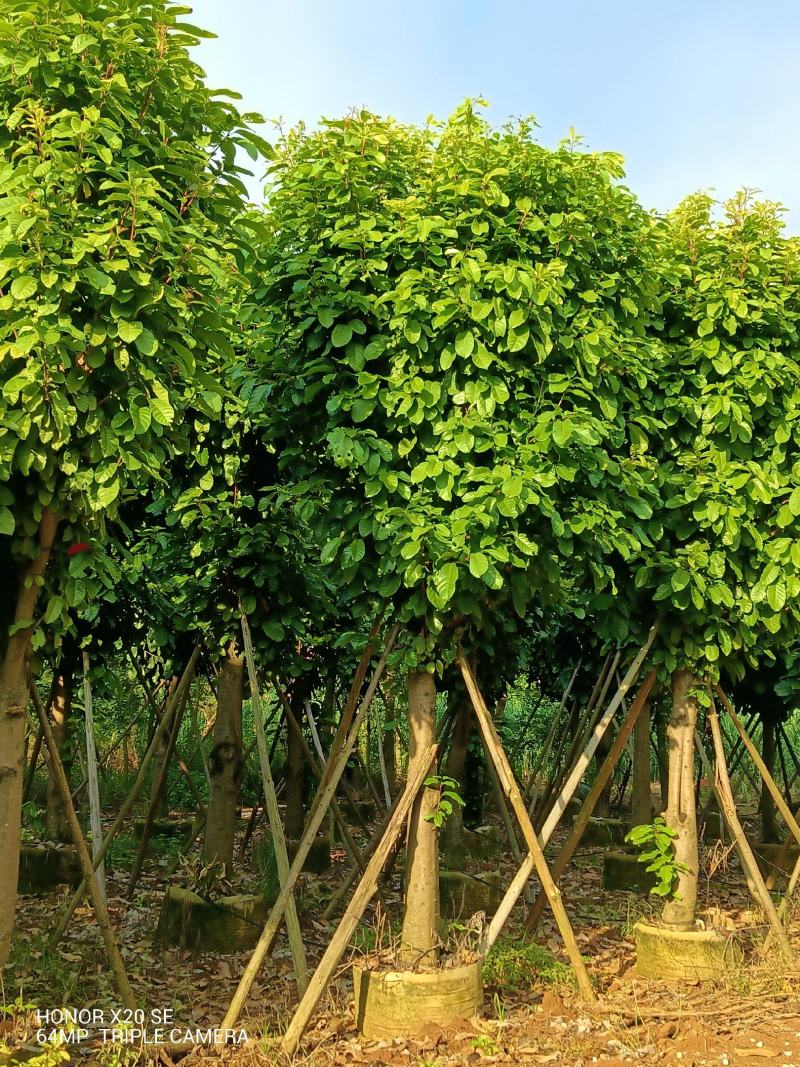 供应大量萍婆（六旺）树