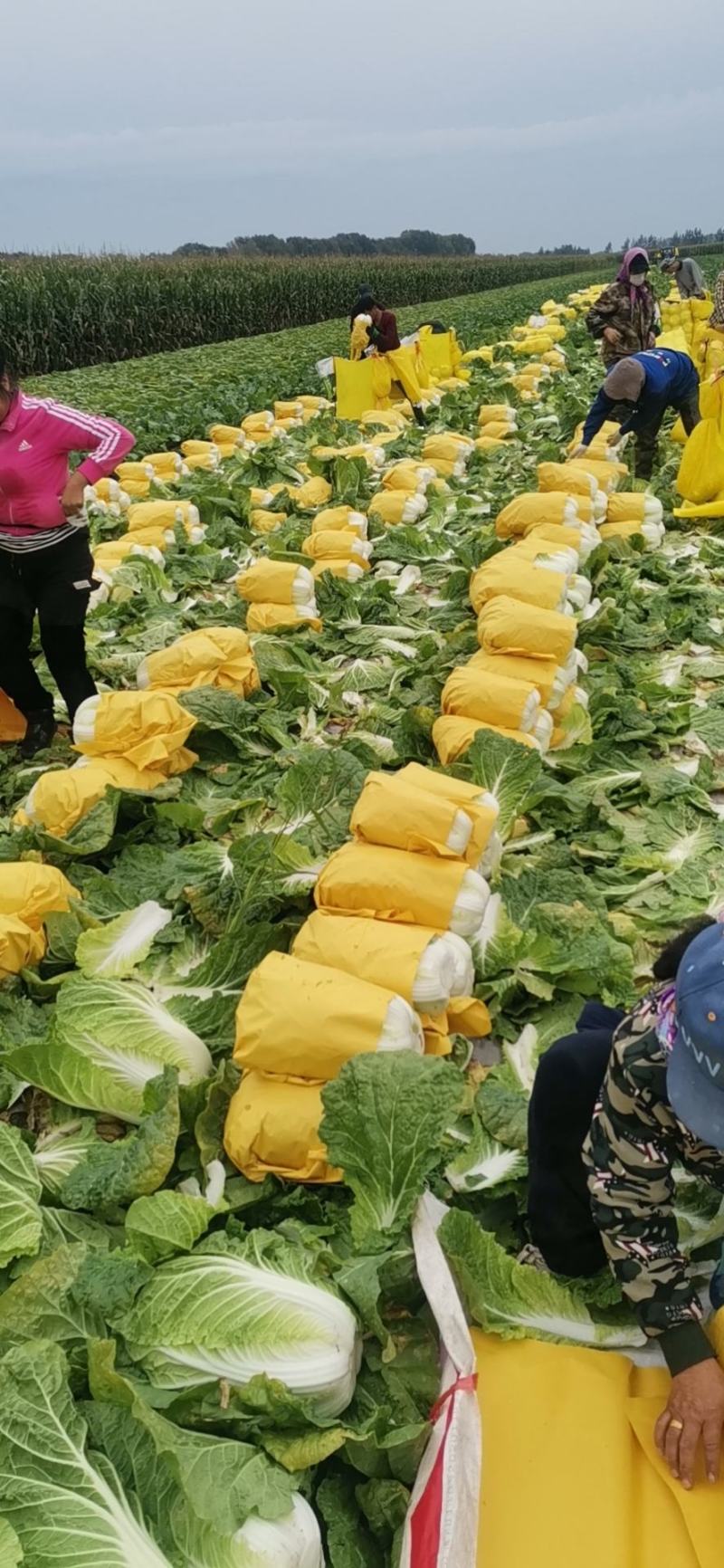 可以散装包纸网代打冷有需要的联系我、