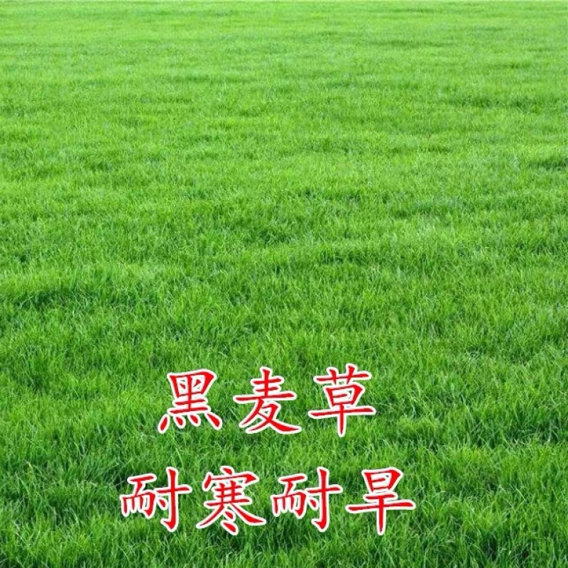进口草坪种子黑麦草种子草籽耐磨耐践踏再生力强小区工程绿化