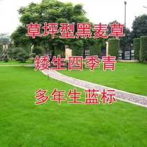 进口草坪种子黑麦草种子草籽耐磨耐践踏再生力强小区工程绿化