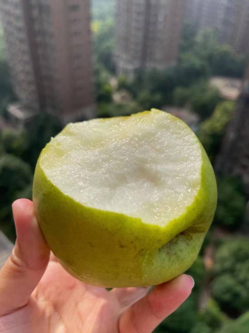 新疆特产，库尔勒香梨，脆甜多汁爽口清凉，规模采购一件代发