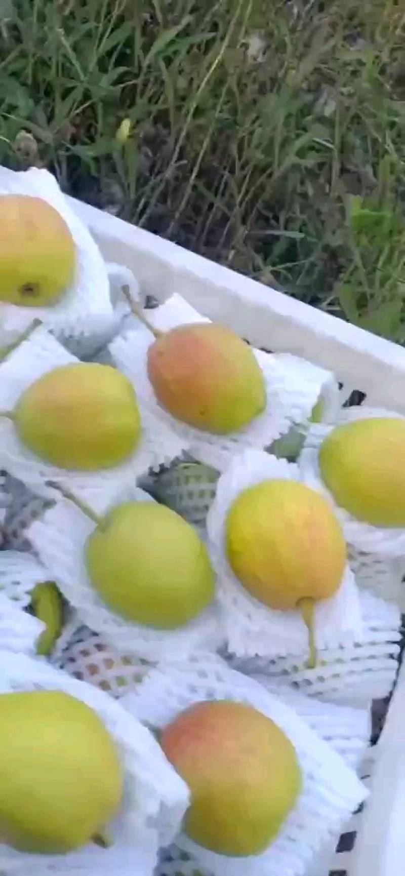 新疆特产，库尔勒香梨，脆甜多汁爽口清凉，规模采购一件代发