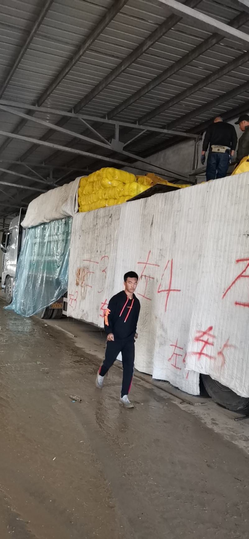 黄心白菜直量好，专业代办