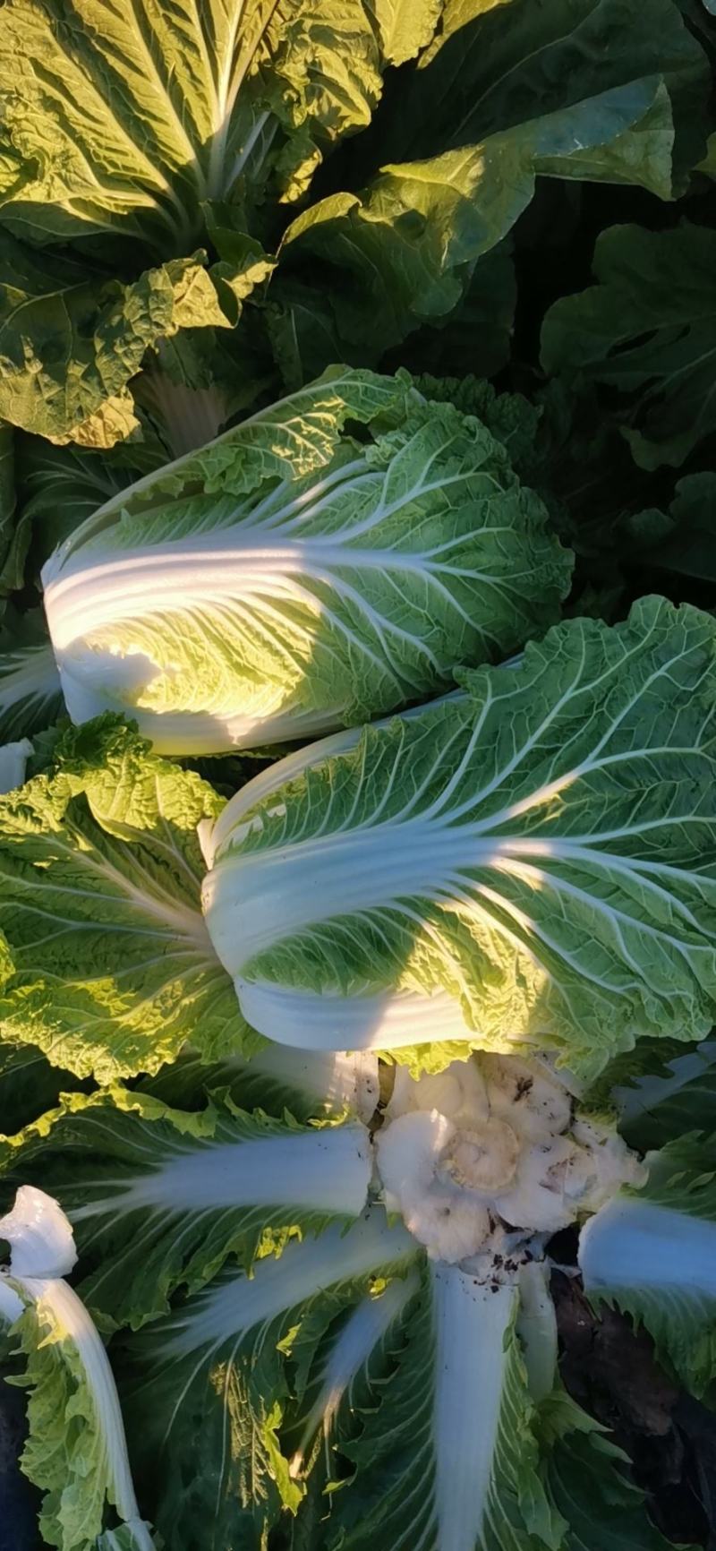 黄心白菜直量好，专业代办