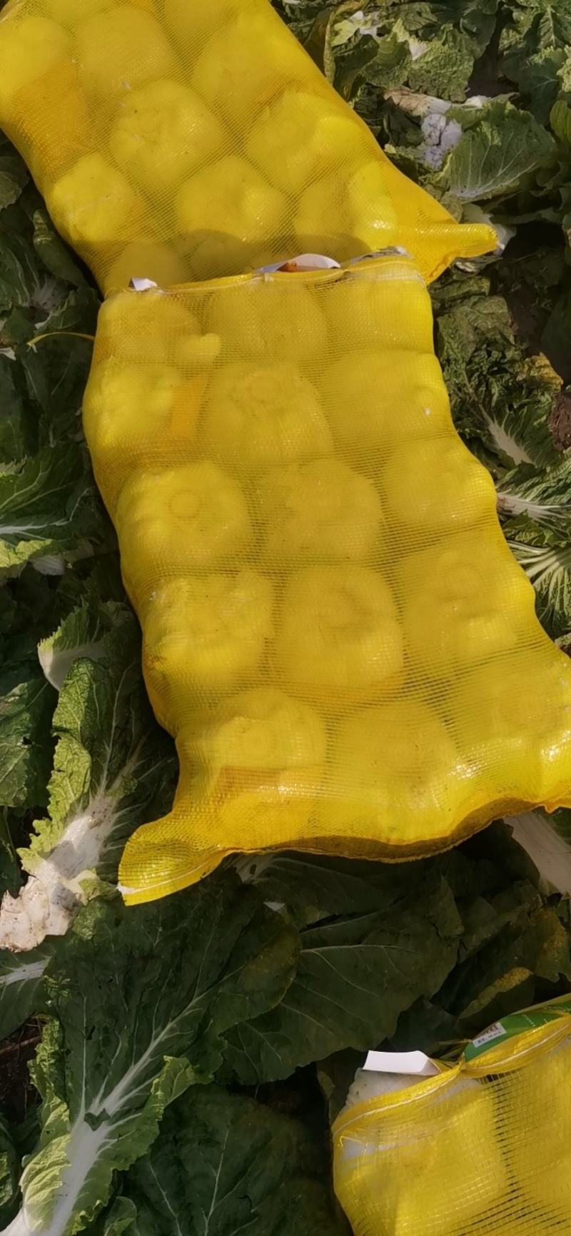黄心白菜直量好，专业代办