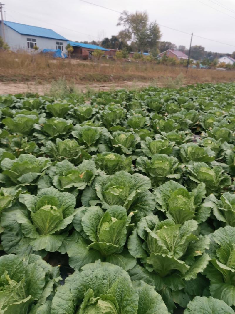 黄心白菜直量好，专业代办
