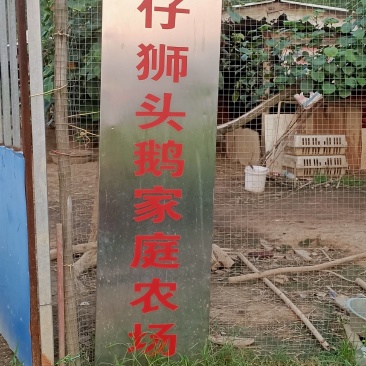 合浦狮头鹅苗