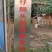 合浦狮头鹅苗