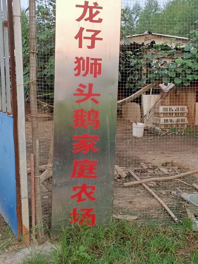 合浦狮头鹅苗