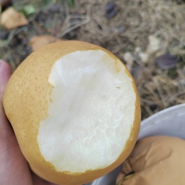晚秋梨，个头大水分多甜度高，