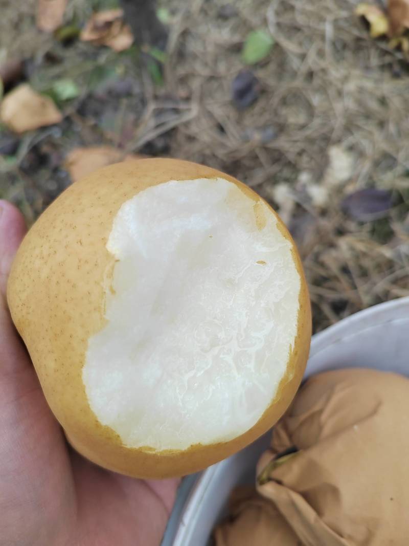 晚秋梨，个头大水分多甜度高，