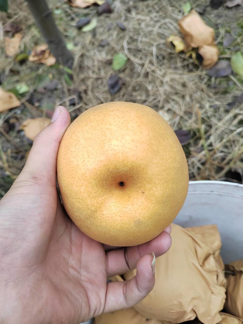 晚秋梨，个头大水分多甜度高，