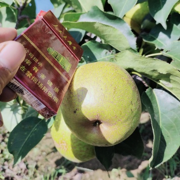 锦丰梨