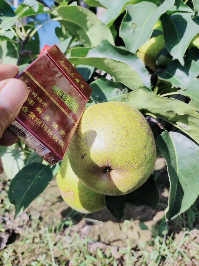 锦丰梨