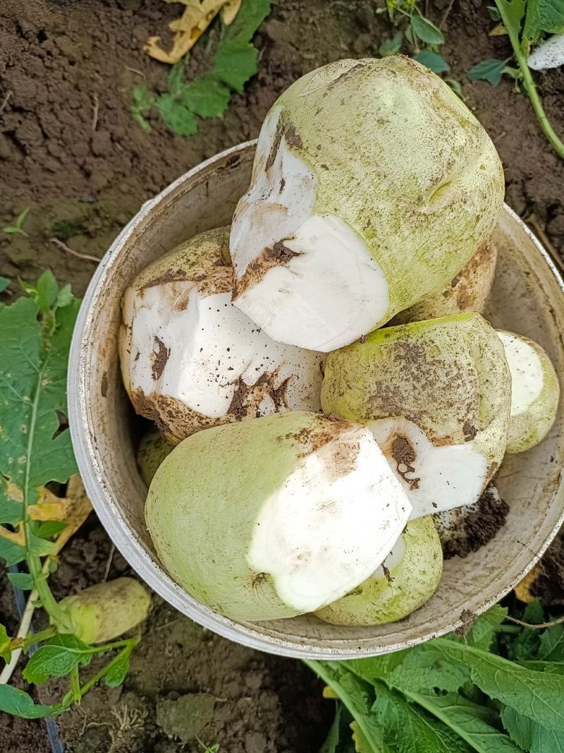 吉林省梨树县，芥菜，大量上市产地直发一手货源就说在一亩田