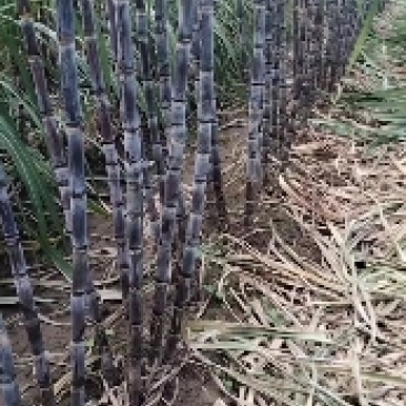 河南省周口市西华县红花镇青皮甘蔗大量上市