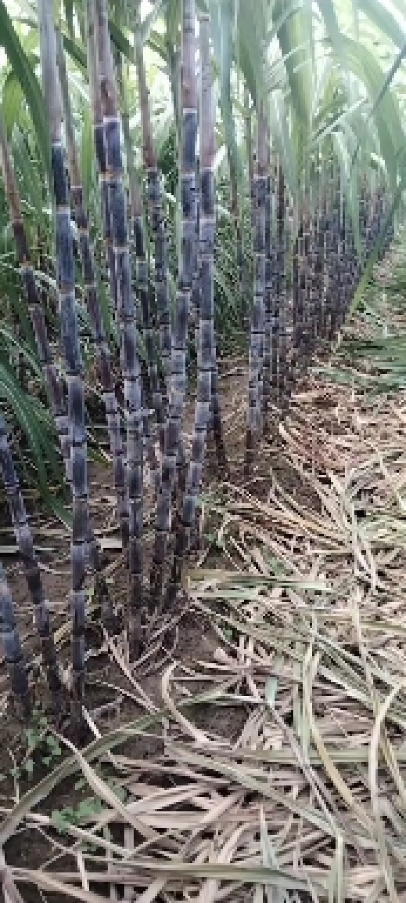 河南省周口市西华县红花镇青皮甘蔗大量上市
