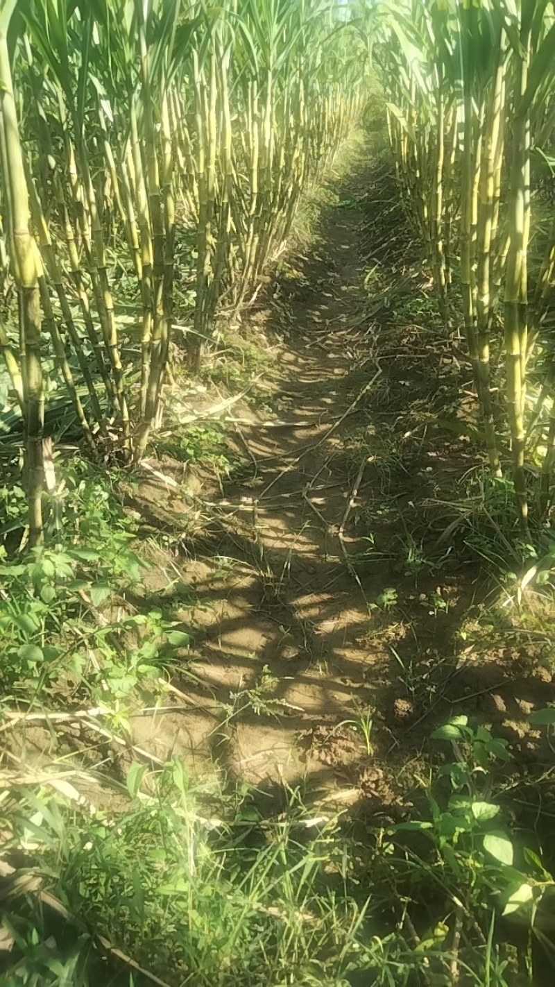 河南省周口市西华县红花镇青皮甘蔗大量上市