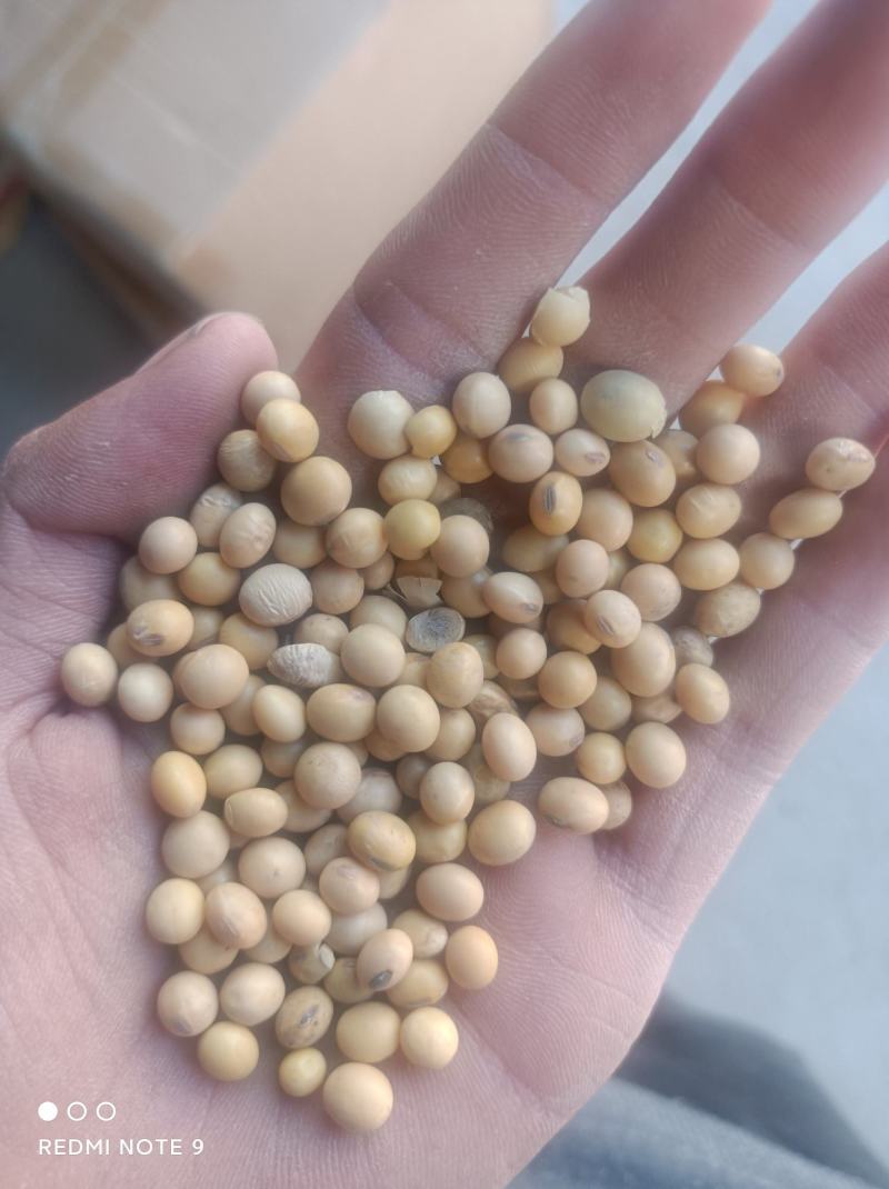 黄大豆养殖黄豆蛋白高货量足价格优惠