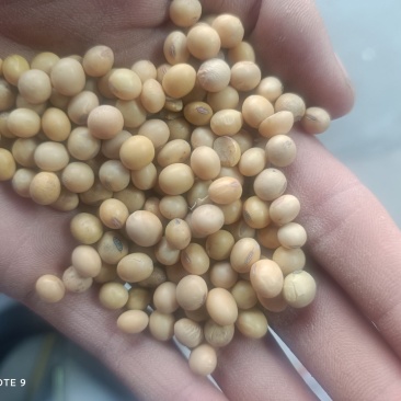 黄大豆养殖黄豆蛋白高货量足价格优惠