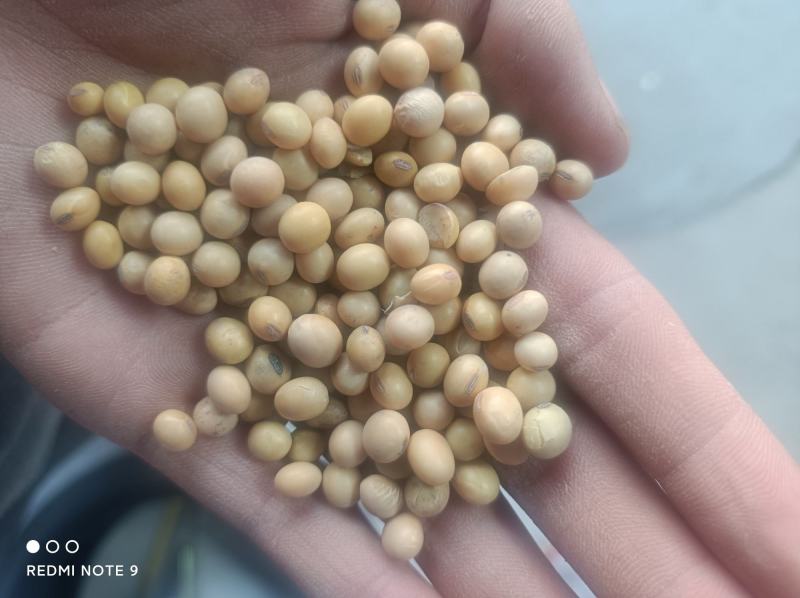 黄大豆养殖黄豆蛋白高货量足价格优惠