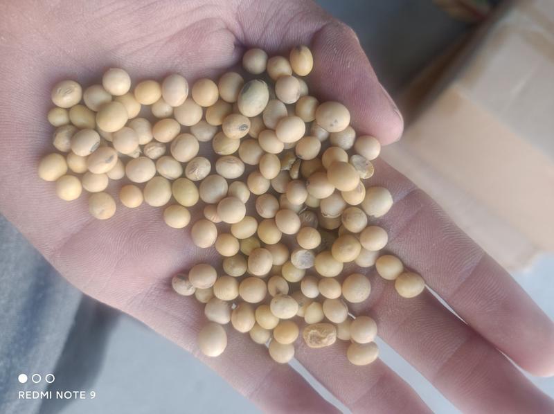 黄大豆养殖黄豆蛋白高货量足价格优惠