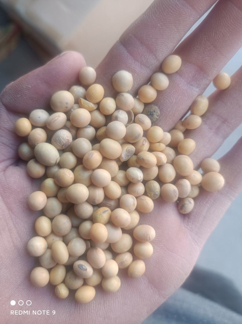 黄大豆养殖黄豆蛋白高货量足价格优惠