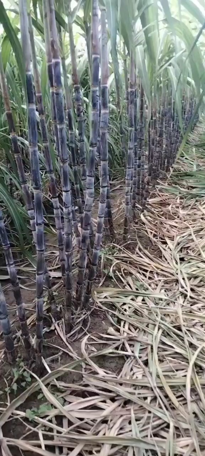 河南省周口市西华县红花镇，黑皮甘蔗，青皮甘蔗大量上市