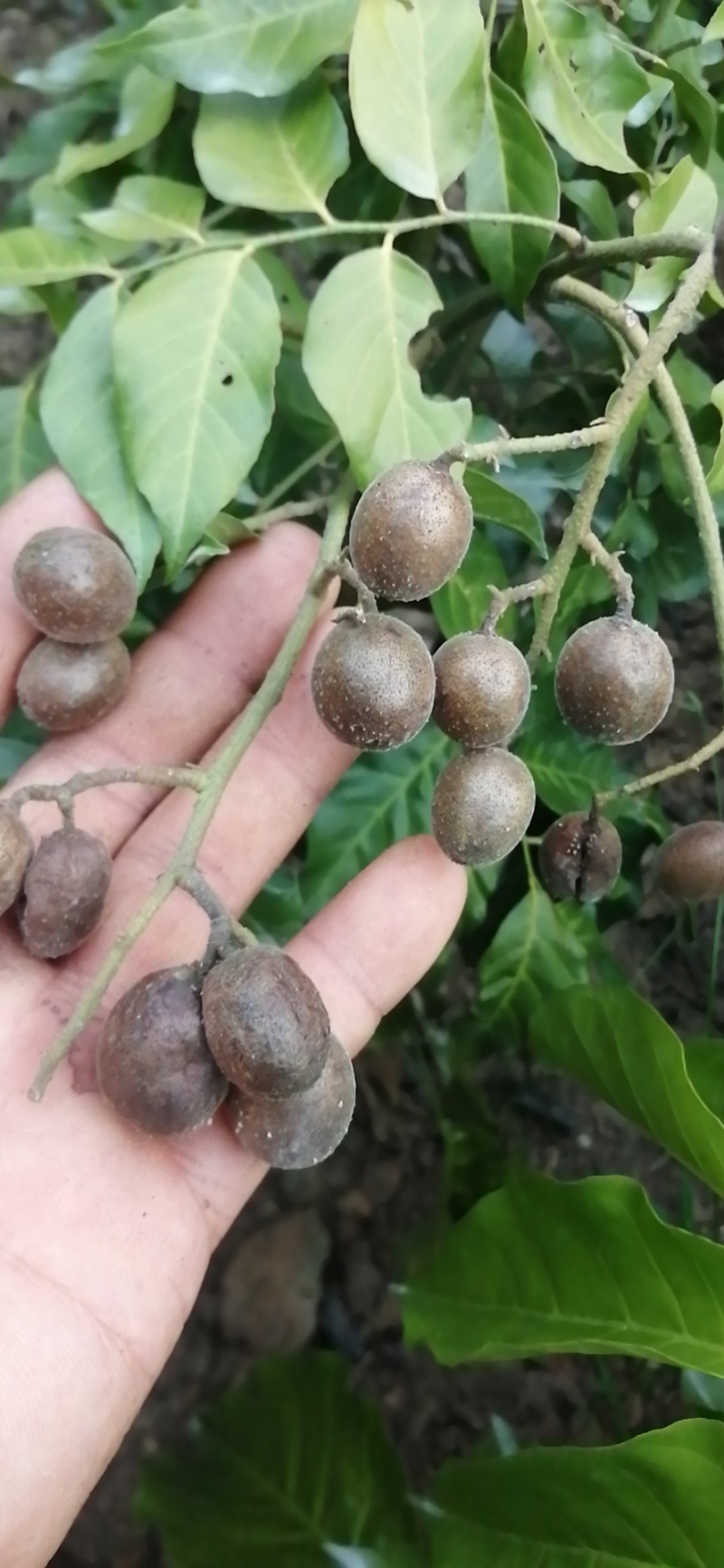 紫肉黄皮，香蜜黄皮，贵妃黄皮，需要苗的联系我