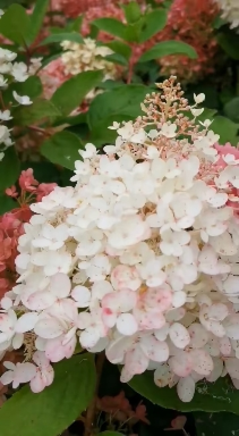 木绣球大花绣球大花水桠木绣球花
