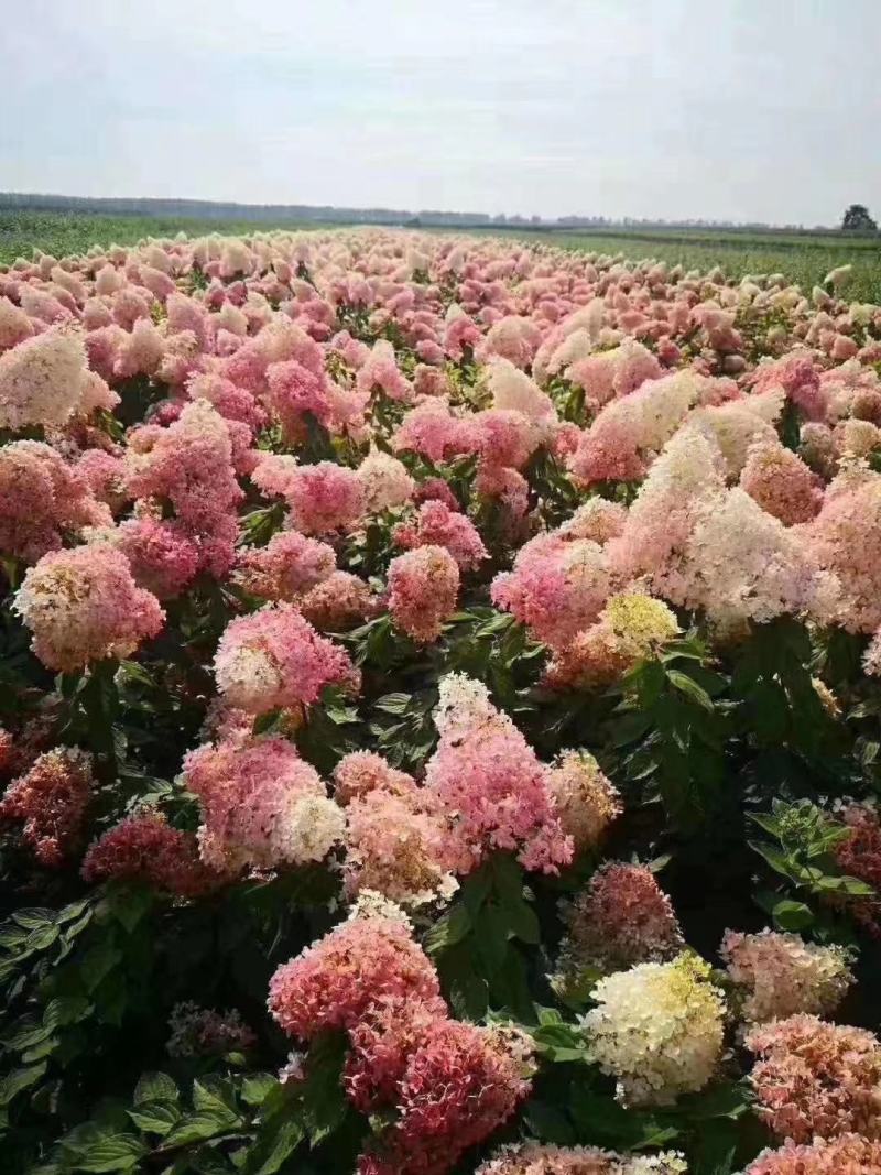木绣球大花绣球大花水桠木绣球花