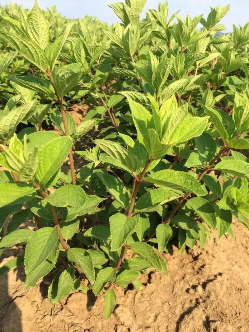 木绣球大花绣球大花水桠木绣球花