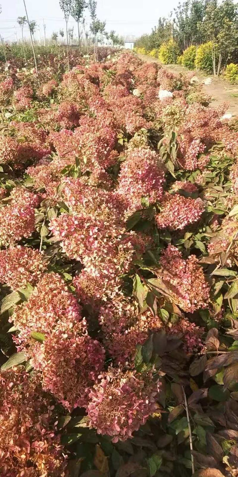 木绣球大花绣球大花水桠木绣球花