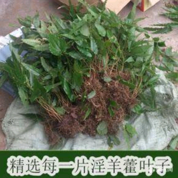 野生淫羊藿野生淫羊藿苗