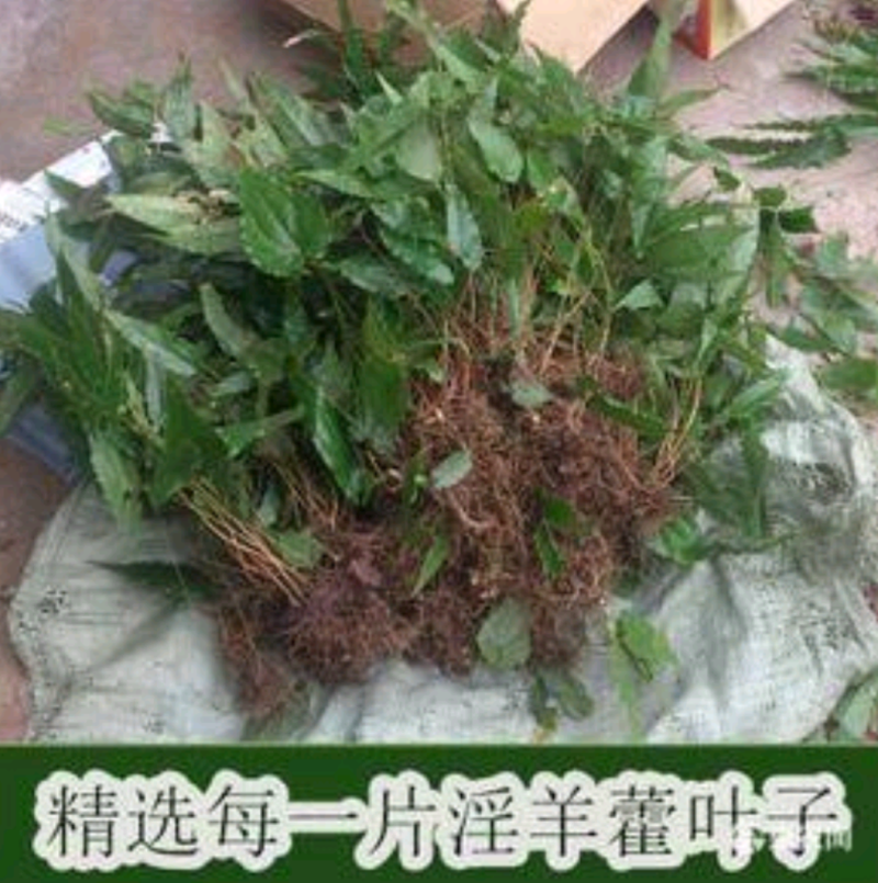 野生淫羊藿野生淫羊藿苗