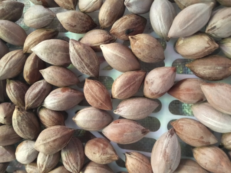 百年橄榄老树出靓核，一手货源有统货有工艺品