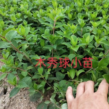 自产自销木绣球绣球花规格齐全量大优惠