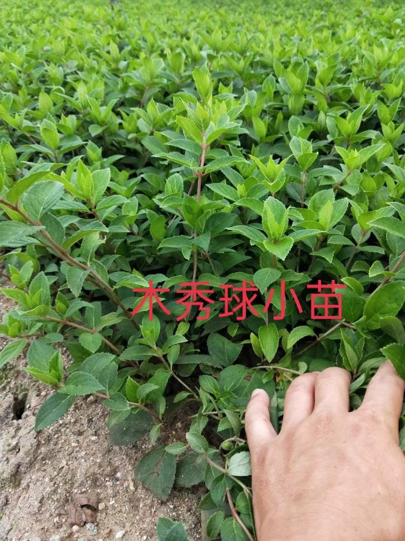 自产自销木绣球绣球花规格齐全量大优惠
