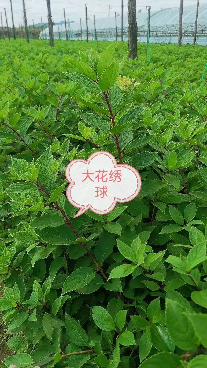 自产自销木绣球绣球花规格齐全量大优惠