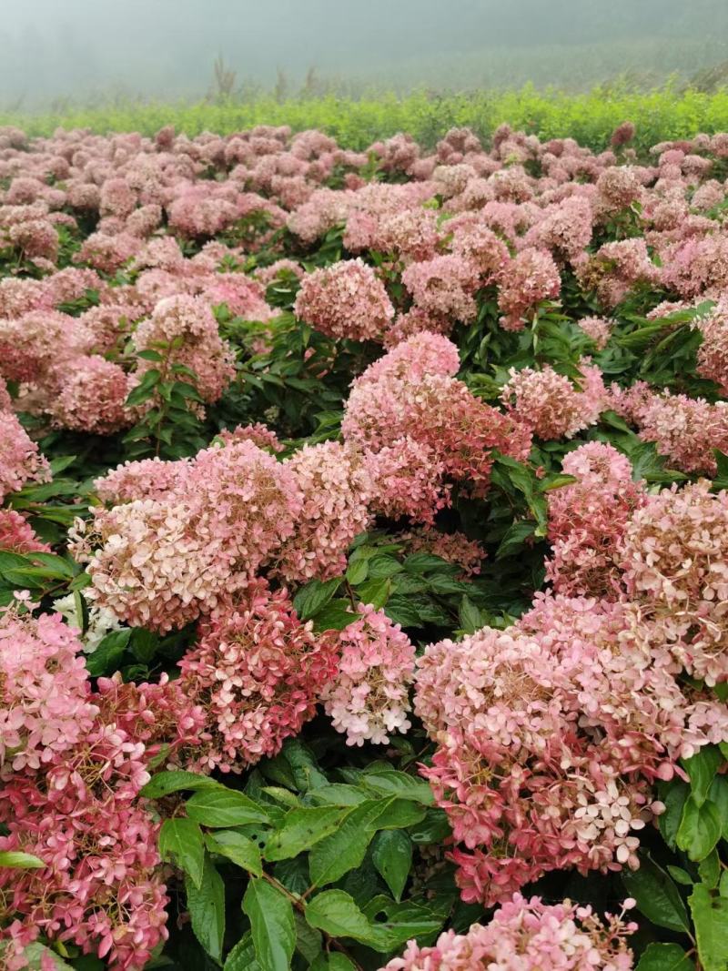 自产自销木绣球绣球花规格齐全量大优惠